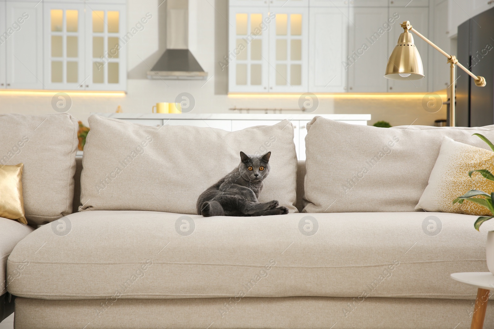 Photo of Modern living room interior. Adorable grey British Shorthair cat on couch