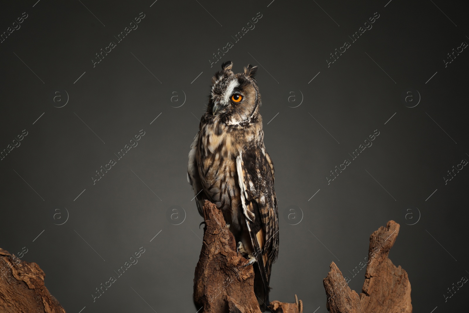 Photo of Beautiful eagle owl on tree against grey background. Predatory bird