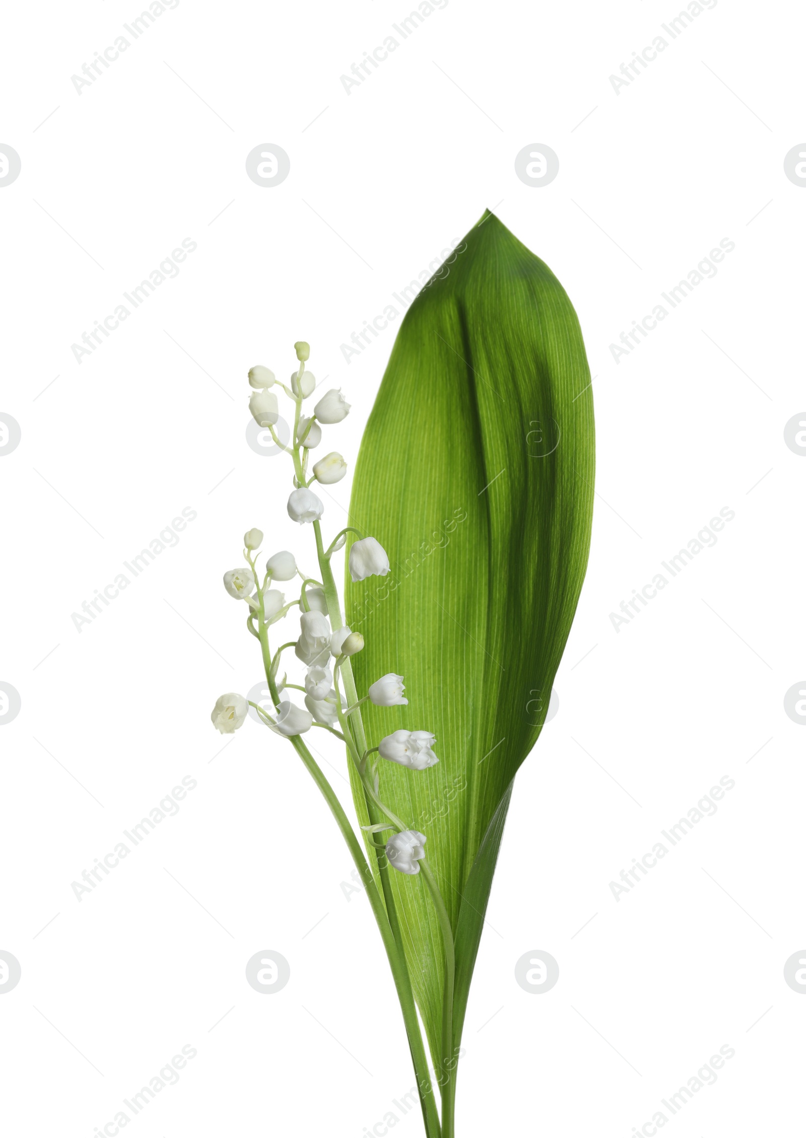 Photo of Beautiful lily of the valley flowers with green leaf on white background