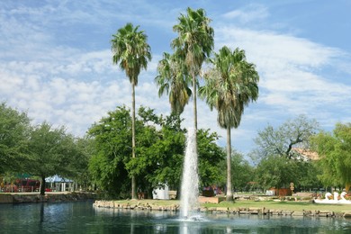 Photo of Tropical palms with beautiful green leaves in park