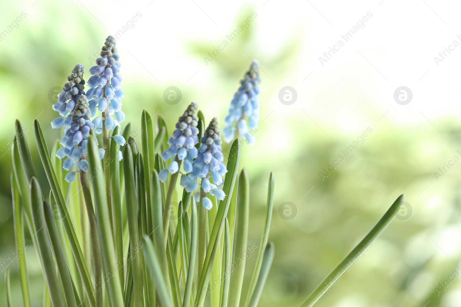 Photo of Beautiful spring muscari flowers on blurred background, space for text