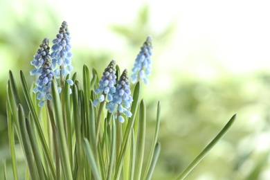 Photo of Beautiful spring muscari flowers on blurred background, space for text