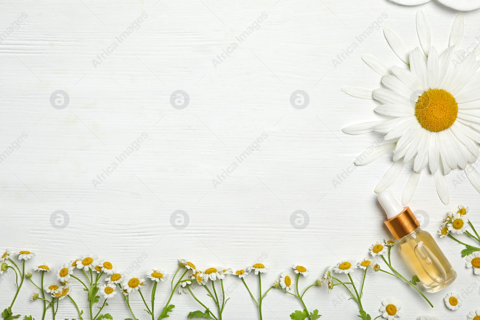 Photo of Flat lay composition with chamomiles and bottle of essential oil on white wooden table. Space for text