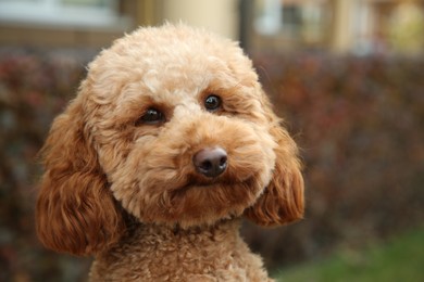 Cute fluffy dog on blurred background, closeup