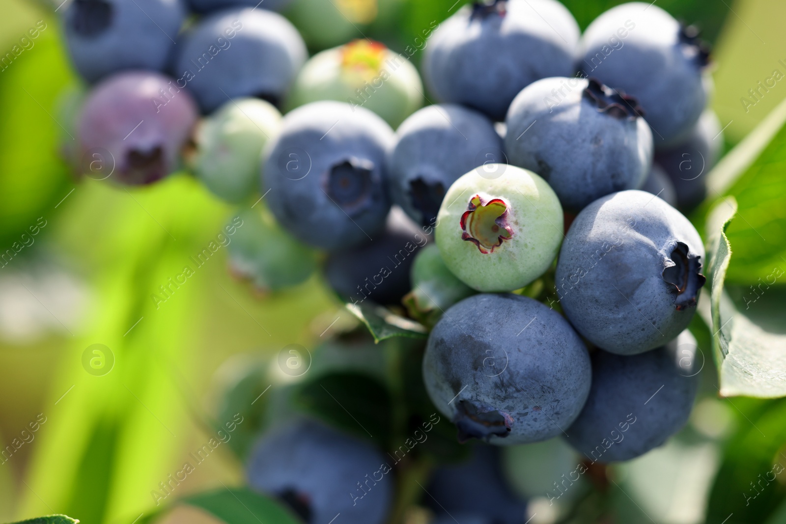 Photo of Wild blueberries growing outdoors, closeup. Seasonal berries