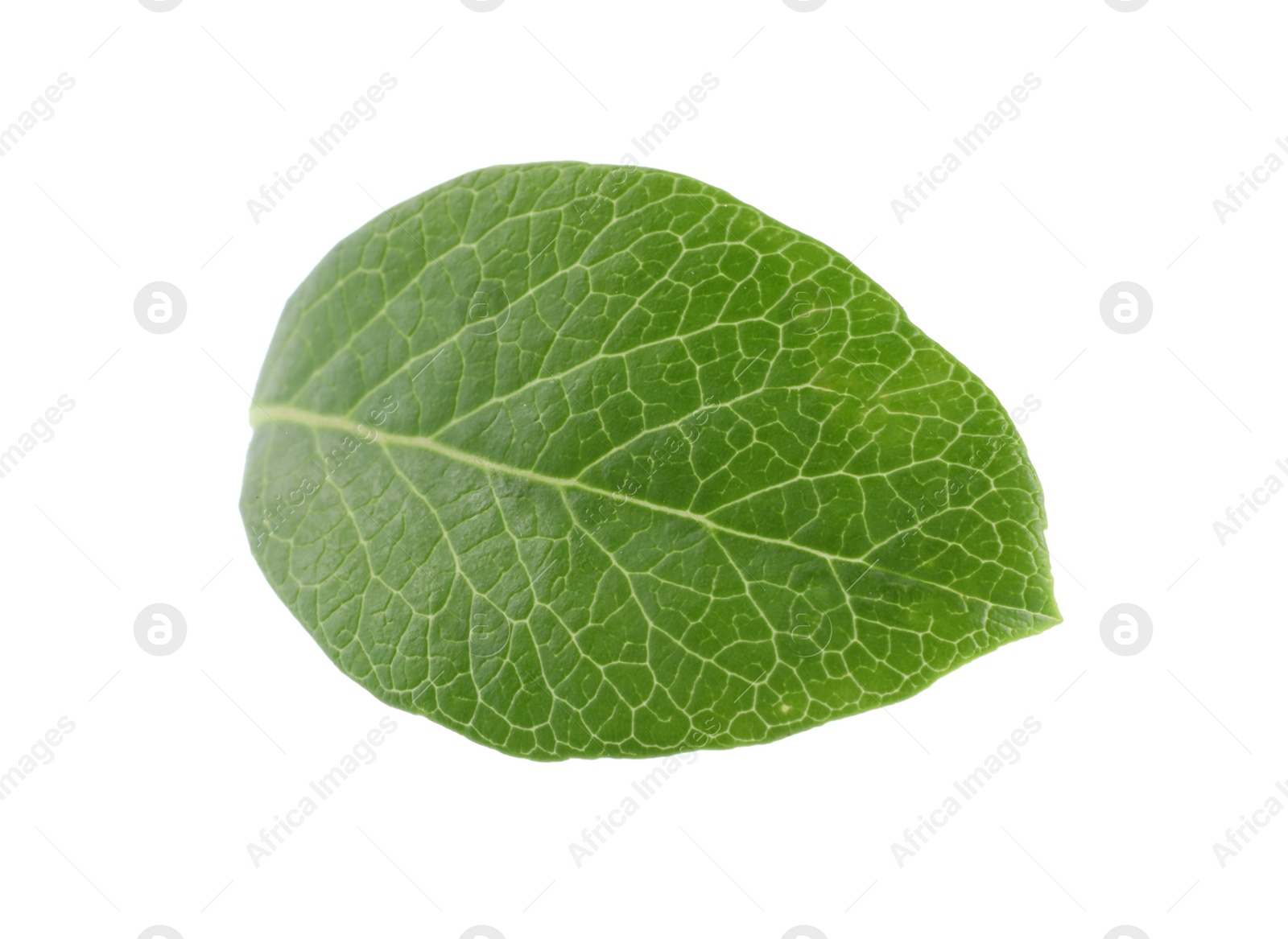 Photo of One green blueberry leaf isolated on white