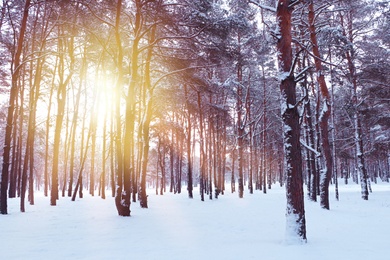 Image of Amazing winter morning. Beautiful forest covered with snow