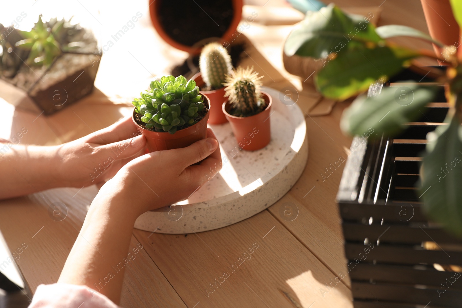 Photo of Woman taking care of home plants at table, closeup with space for text