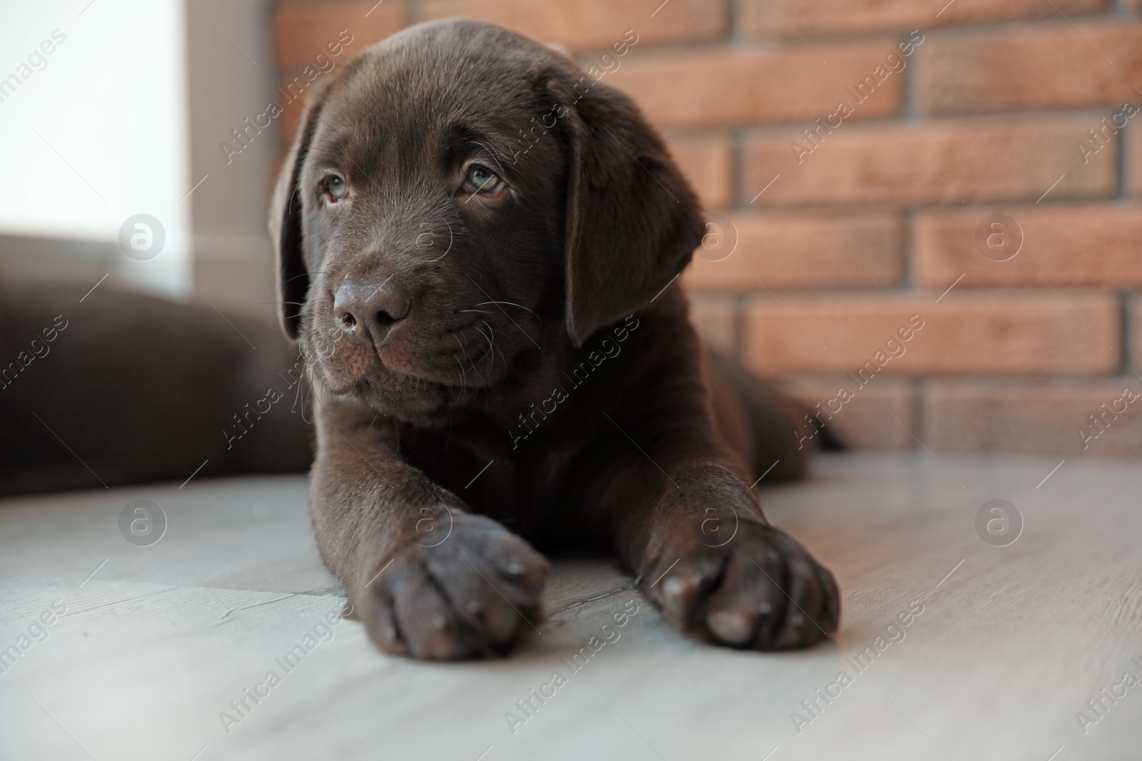 Photo of Chocolate Labrador Retriever puppy on floor indoors