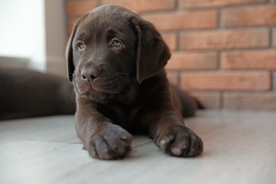 Photo of Chocolate Labrador Retriever puppy on floor indoors