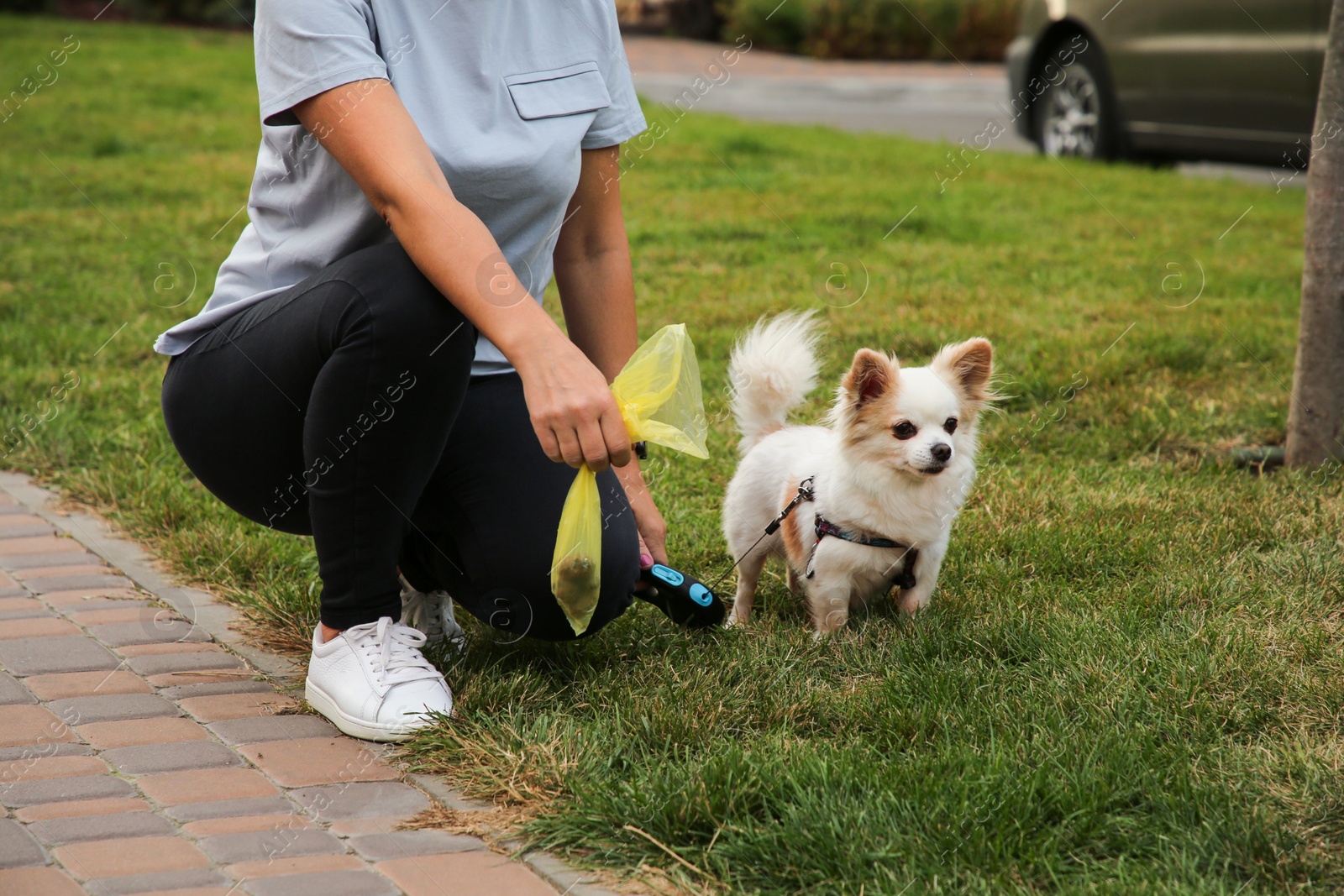 Photo of Woman with waste bag walking her cute dog in park, closeup