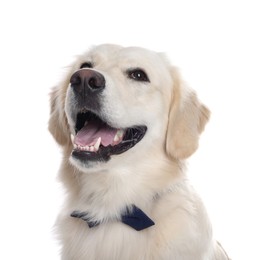 Photo of Cute Labrador Retriever with stylish bow tie on white background