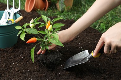 Photo of Woman transplanting pepper plant into soil in garden, closeup