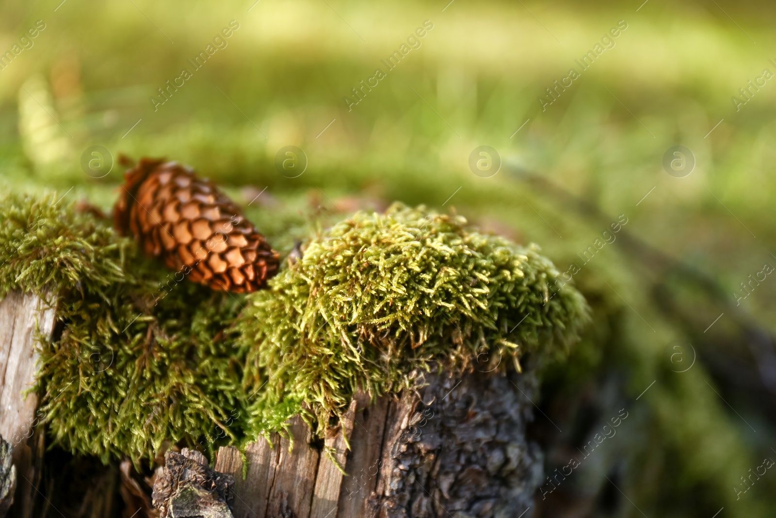 Photo of Conifer cone on mossy tree stump in forest, closeup