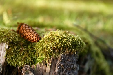 Conifer cone on mossy tree stump in forest, closeup
