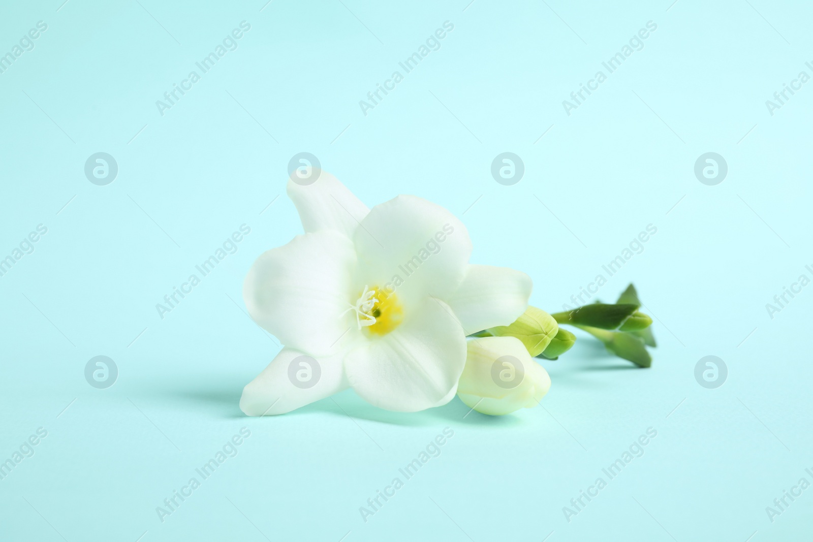 Photo of Beautiful freesia flowers on light blue background