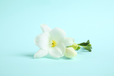 Beautiful freesia flowers on light blue background