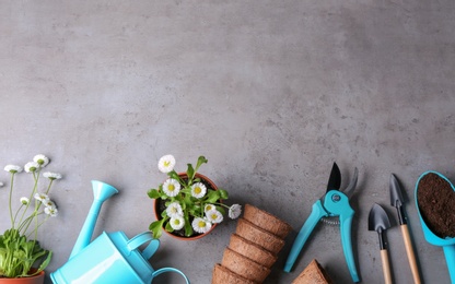 Flat lay composition with gardening equipment and flowers on grey background, space for text