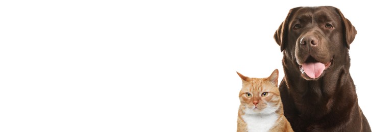 Image of Cute ginger cat and chocolate labrador retriever on white background. Banner design with space for text