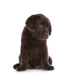 Photo of Chocolate Labrador Retriever puppy on white background