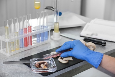 Scientist inspecting mushrooms at table in laboratory, closeup. Food quality control