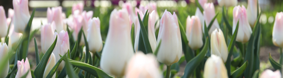 Beautiful blooming tulips outdoors on sunny day. Horizontal banner design