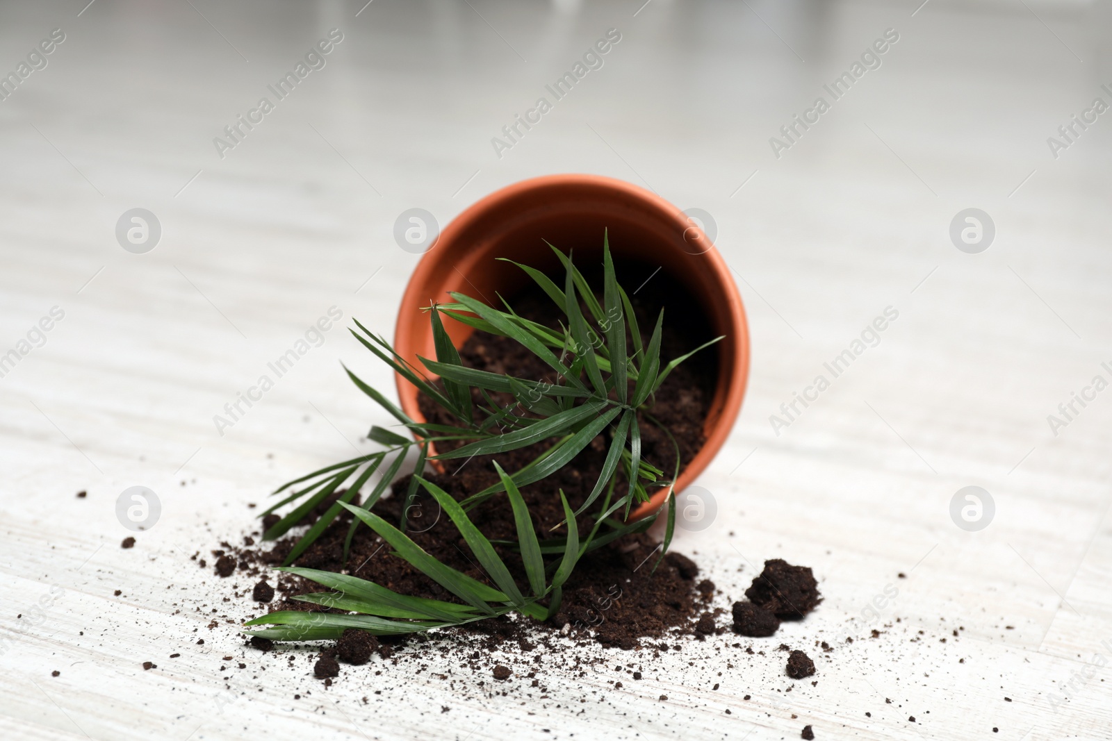 Photo of Overturned terracotta flower pot with soil and plant on white wooden floor