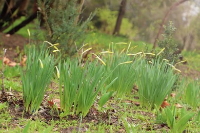 Beautiful unopened daffodils outdoors on spring day