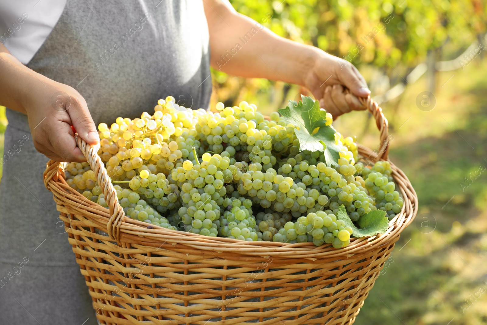 Photo of Man holding basket with fresh ripe grapes in vineyard, closeup
