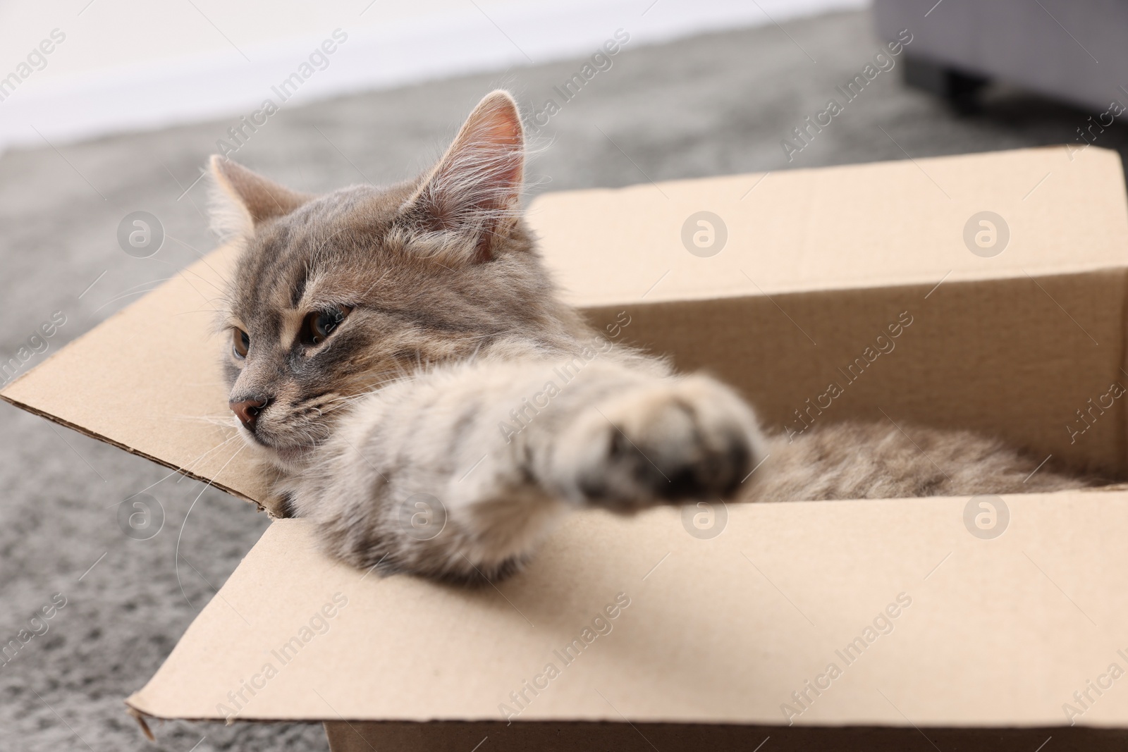 Photo of Cute fluffy cat in cardboard box indoors, closeup