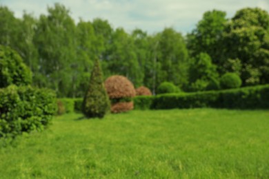 Blurred view of beautiful park with trees, bushes and green grass