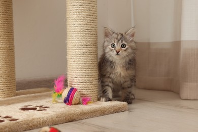 Cute fluffy kitten with toy near cat tree at home