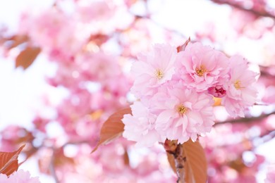 Sakura tree with beautiful pink flowers outdoors, closeup