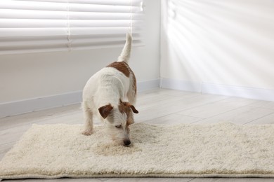 Cute dog near wet spot on rug indoors. Space for text