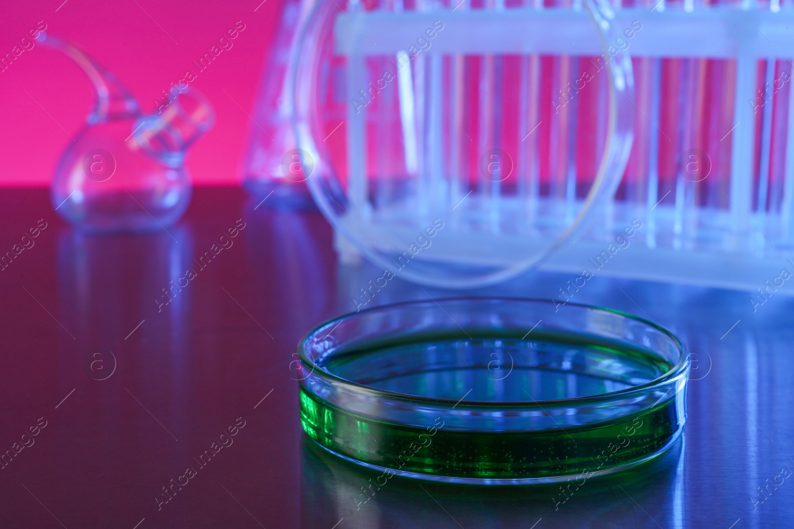 Photo of Petri dish with green liquid on grey table in laboratory. Space for text