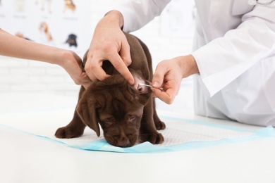Photo of Professional veterinarian cleaning puppy's ears in clinic