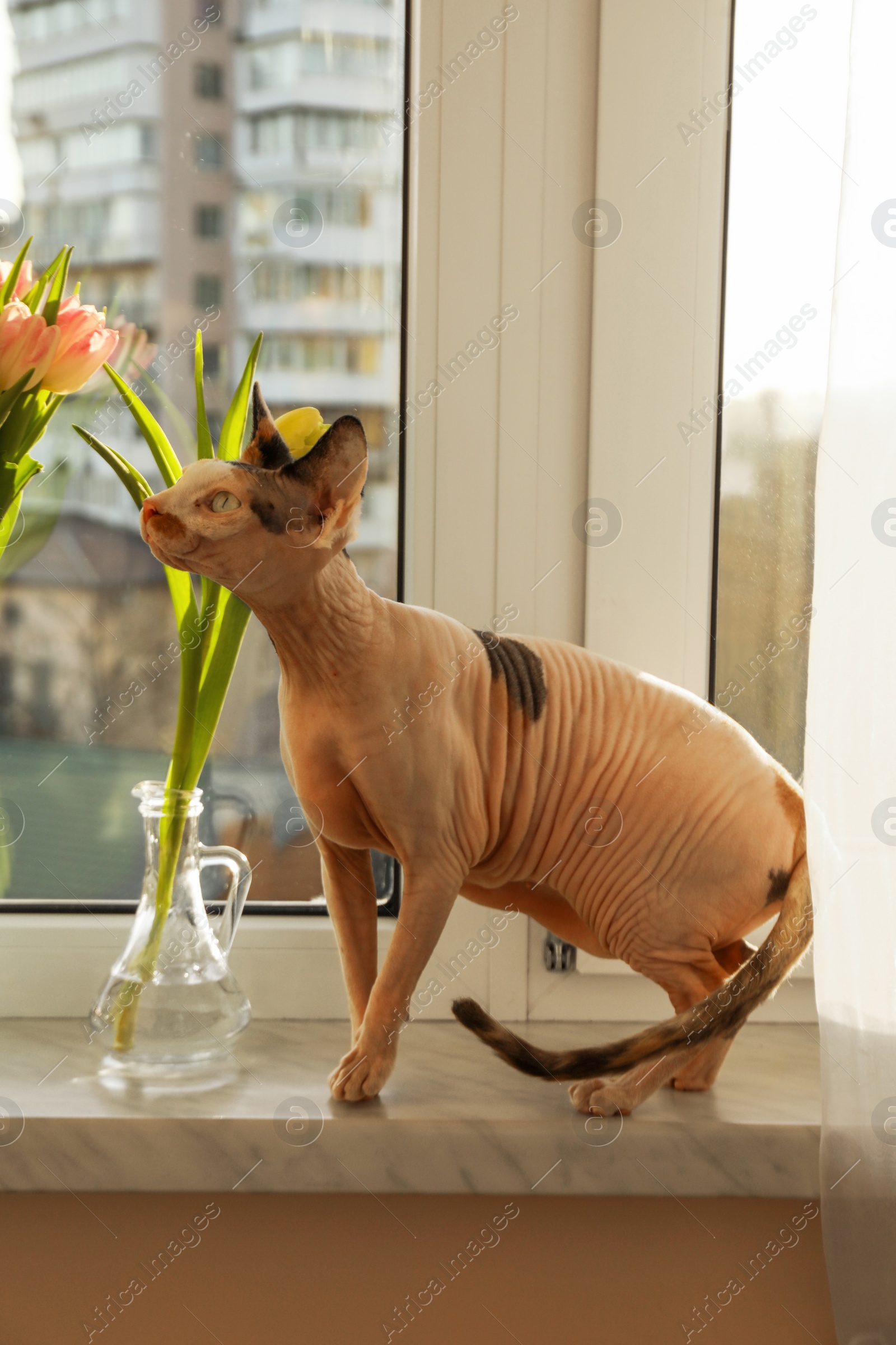 Photo of Adorable Sphynx cat near spring flowers on windowsill indoors