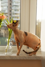 Photo of Adorable Sphynx cat near spring flowers on windowsill indoors