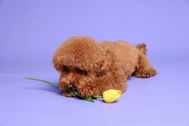 Cute Maltipoo dog with yellow tulip flower on light purple background
