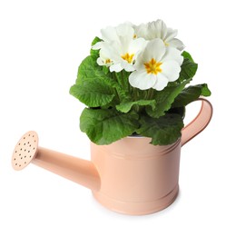 Photo of Primula (primrose) plant with beautiful flowers in watering can isolated on white. Spring blossom