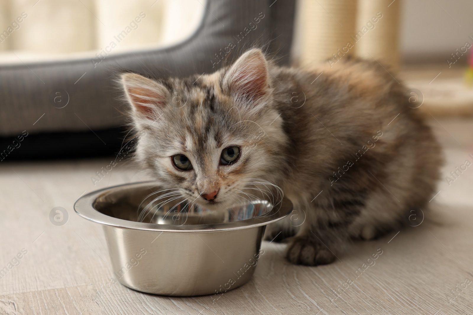 Photo of Cute fluffy kitten near feeding bowl at home