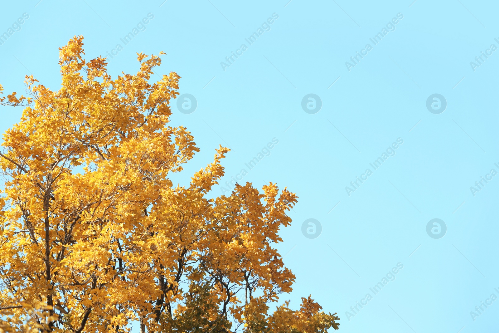 Photo of Tree with golden leaves against blue sky. Autumn sunny day