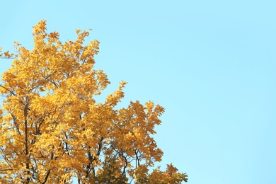 Tree with golden leaves against blue sky. Autumn sunny day