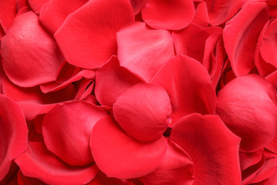 Photo of Fresh red rose petals as background, closeup