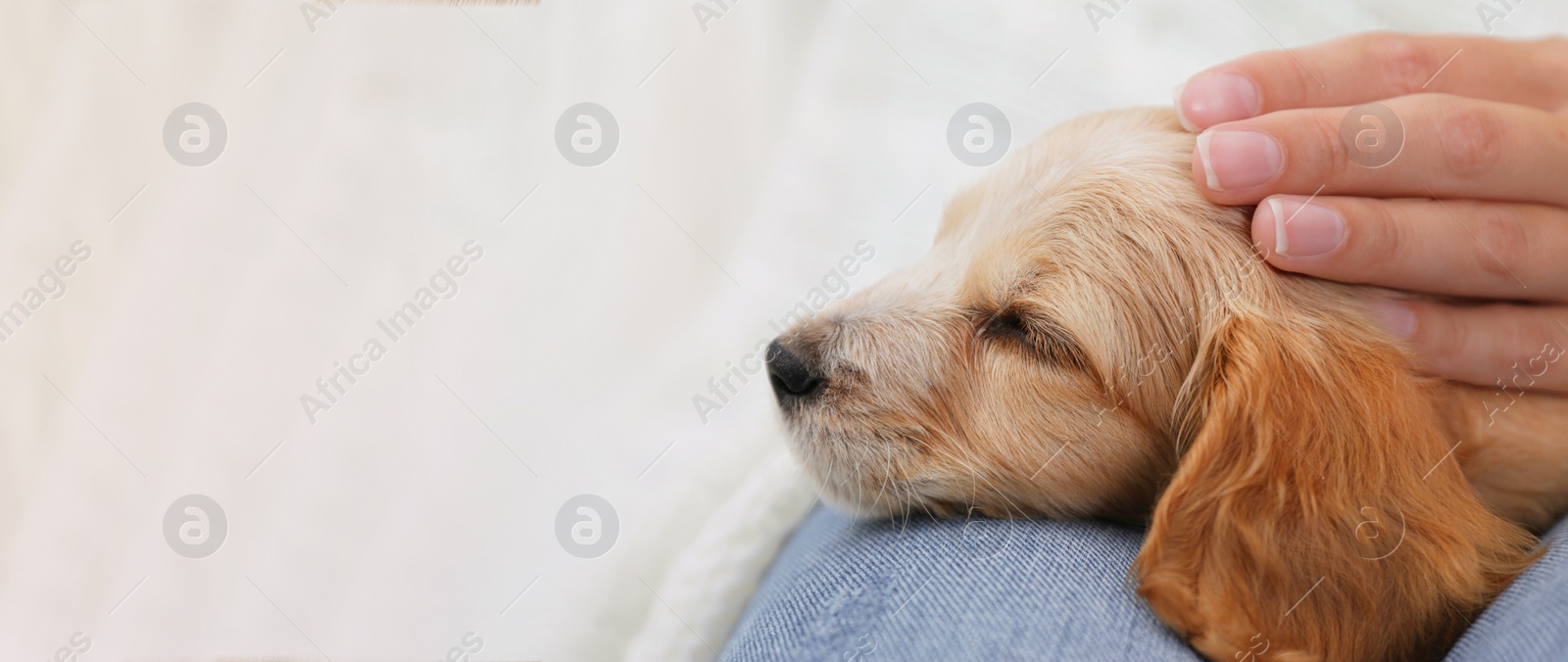 Image of Young woman with her cute pet at home, space for text. Banner design