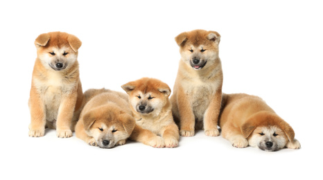 Photo of Cute Akita Inu puppies on white background. Baby animals