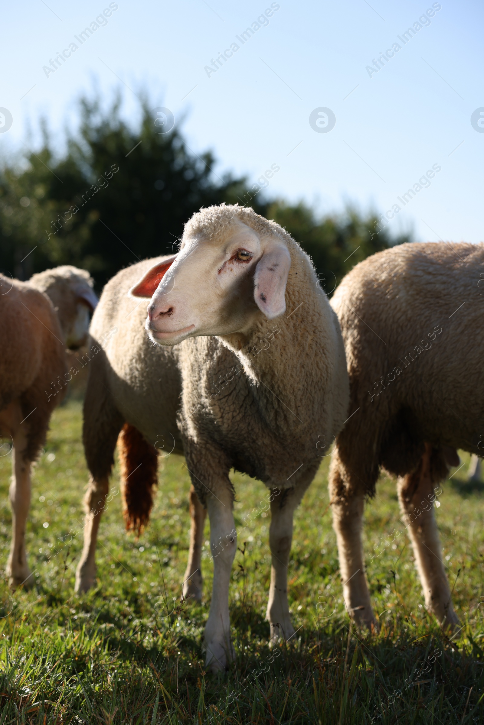 Photo of Cute sheep grazing outdoors on sunny day. Farm animals