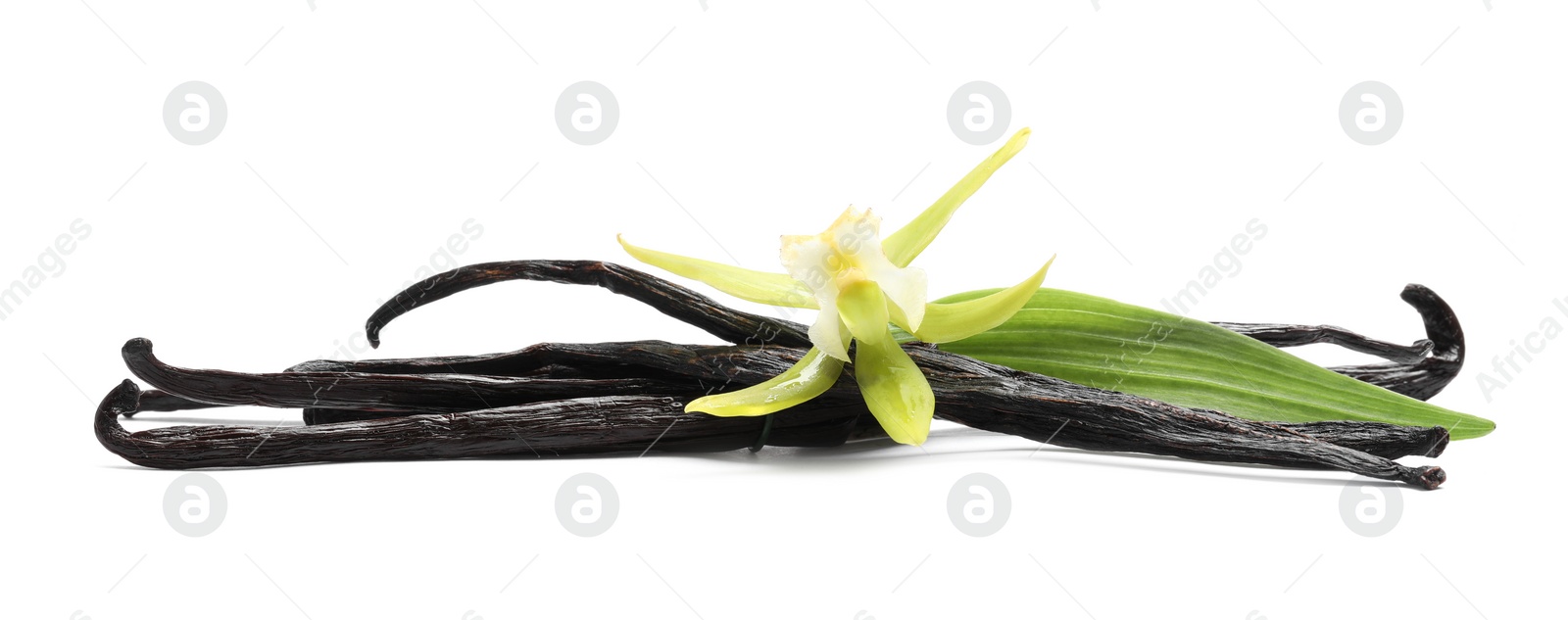 Photo of Vanilla pods, beautiful flower and green leaf isolated on white