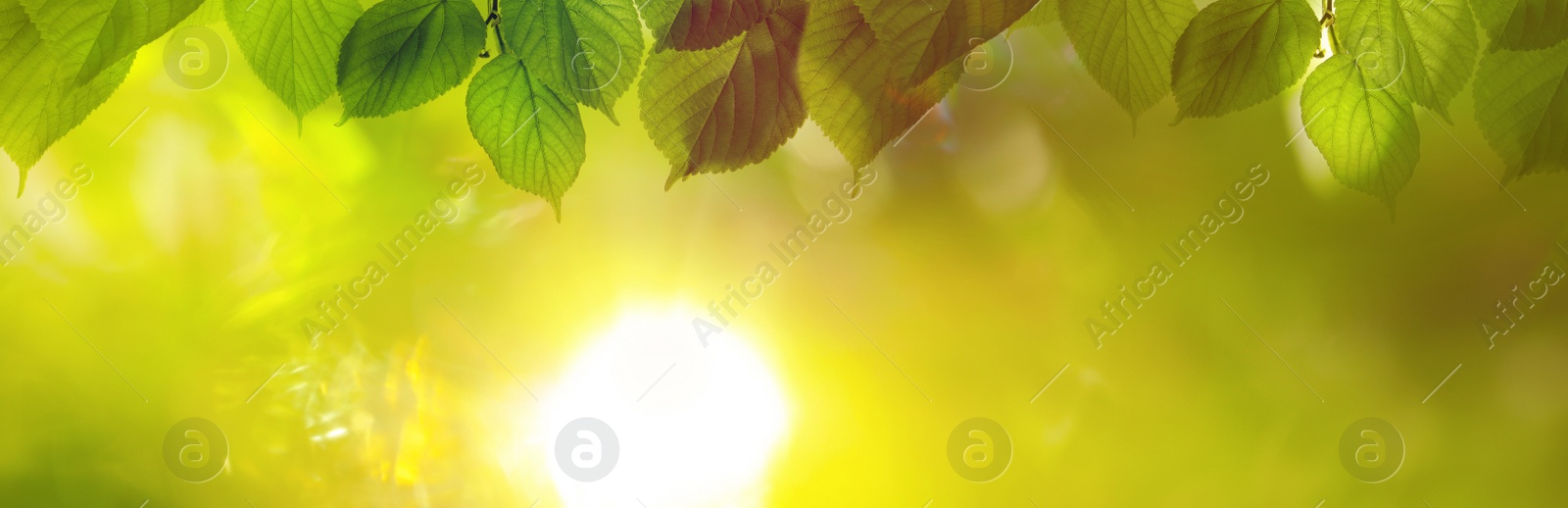 Image of Tree branches with green leaves on sunny day. Banner design