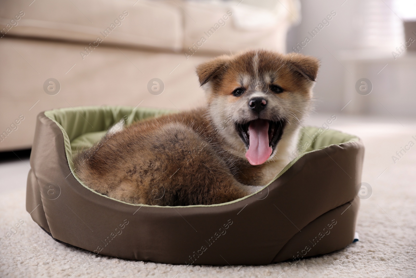 Photo of Adorable Akita Inu puppy in dog bed indoors